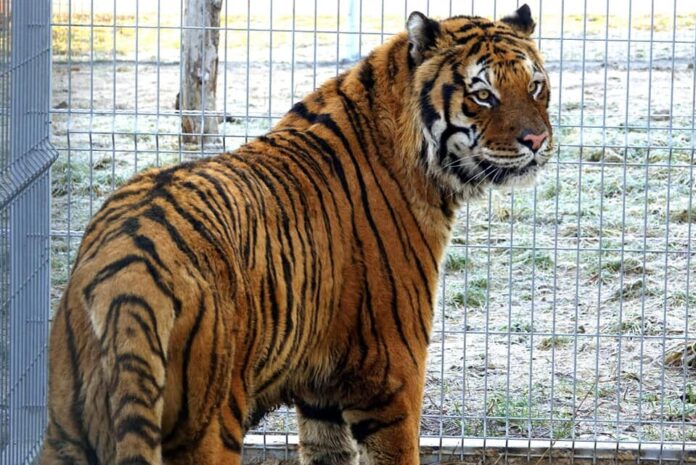 Tygrysy i zabawki fot. Zoo Poznań