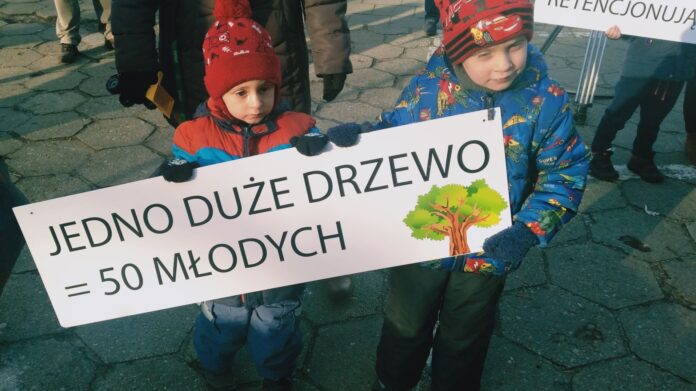 pożegnanie drzewa 1