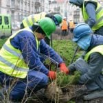 Poznań: Przesadzanie na Rynku Łazarskim. Drzewa i krzewy trafią do parku