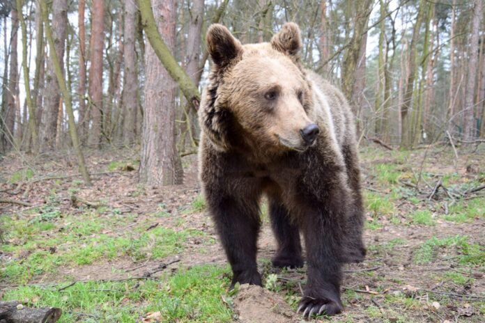 Cisna fot. Zoo Poznań