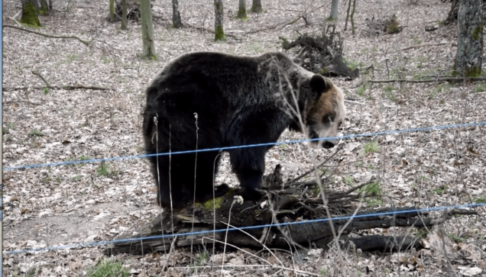 Gienia fot. Zoo Poznań