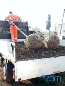 Poznań: Na Świętego Jerzego posadzono już nowe drzewa