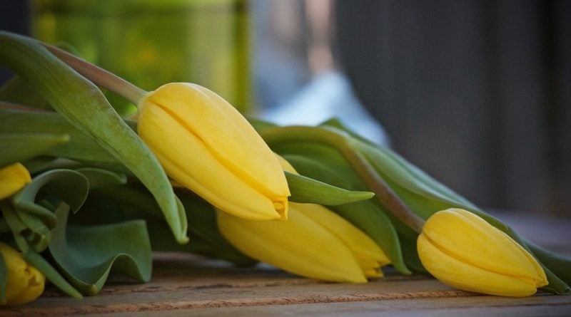 Żółte tulipany fot. MPK