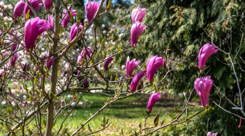 Arboretum w Kórniku magnolie Kórnik fot. Sławek Wąchała