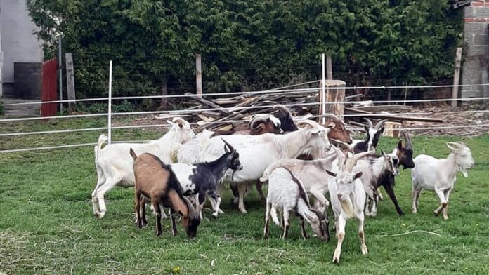 koziołki z Warszawy fot. Free Animals Kalisz