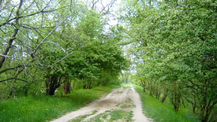 Las Dębina wiosną