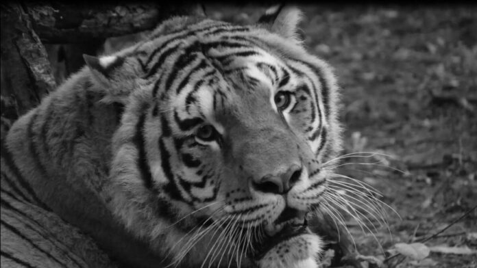 tygrys Gideon fot. Zoo Poznań