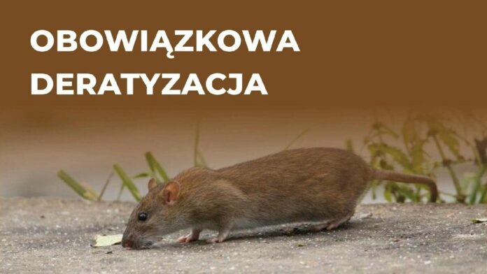 deratyzacja fot. UMP