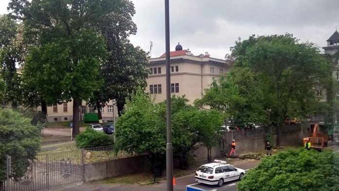 drzewa Libelta fot. T. Dworek