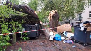 Poznań: Przewrócone drzewo na Marcelińskiej
