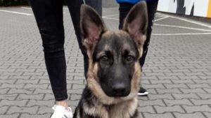 Poznań: Straż miejska znalazła psa. Czy komuś nie zginął?