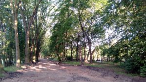 Poznań: Remont alei w parku Wodziczki. Z usuwaniem... korzeni rosnących drzew