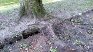 Poznań: Remont alei w parku Wodziczki. Z usuwaniem... korzeni rosnących drzew