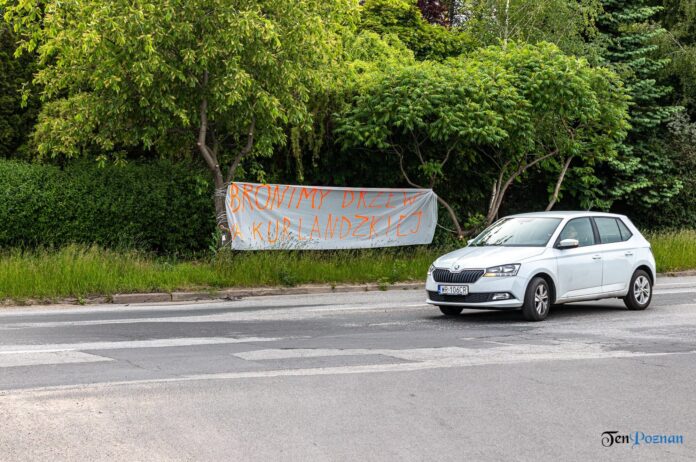 Kurlandzka - Stop wycince drzew baner fot. Sławek Wąchała