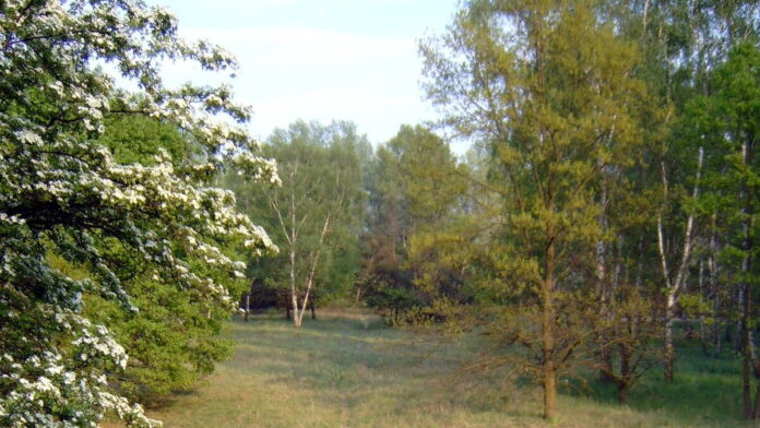 las Dębina