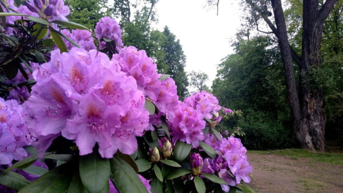 rododendron