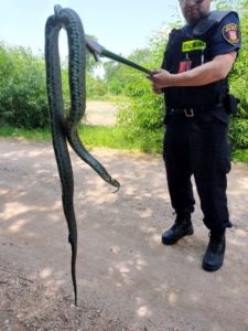 Swarzędz: Okazały wąż znaleziony w... altance!