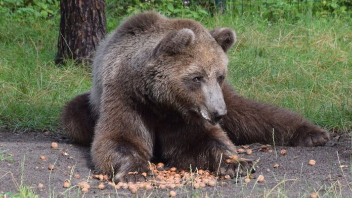Baloo fot. Zoo Poznań