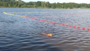 Poznań: Kąpiele psów w Rusałce. Plażowicze są oburzeni