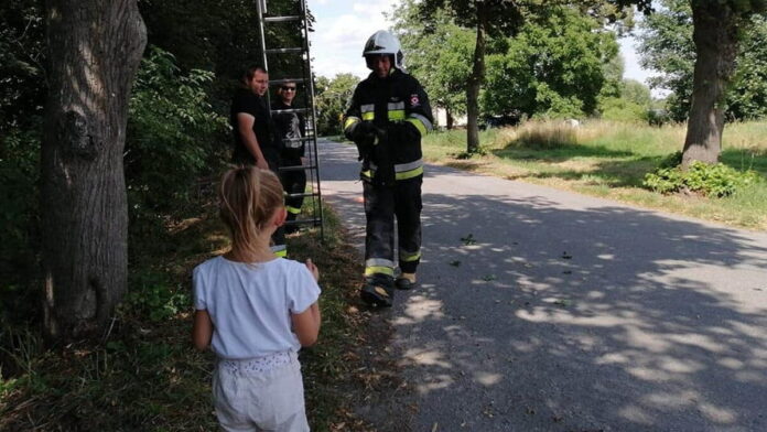 ratowanie kotka fot. OSP Gułtowy