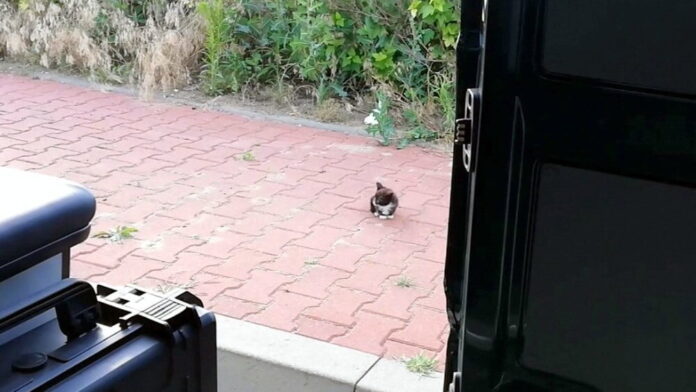 uratowany kot fot. ITD