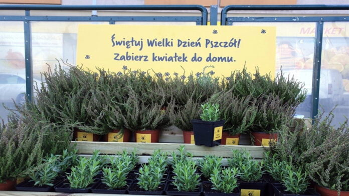Dzień pszczół fot. MPK