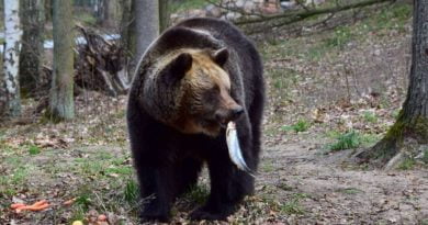 niedźwiedzi lunch fot. Zoo Poznań