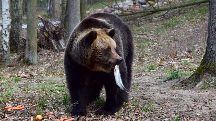niedźwiedzi lunch fot. Zoo Poznań