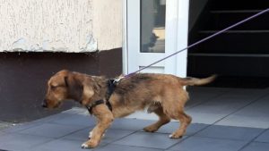 Poznań: Czy ktoś zgubił psa w okolicach Świebodzińskiej?