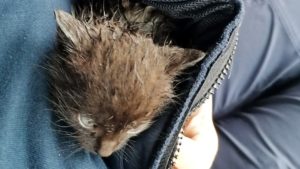 Jarocin: Policjanci uratowali miesięcznego kotka