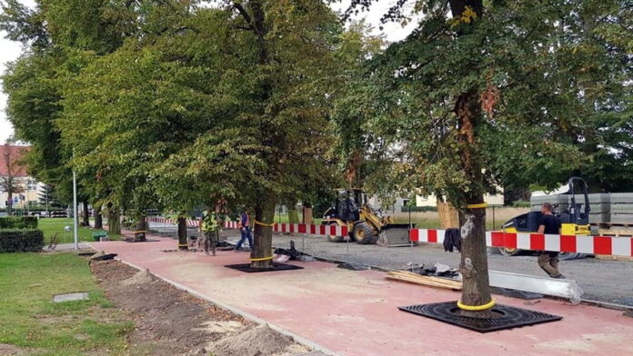 lipy już z kratkami fot. Zielona strona gminy Suchy Las