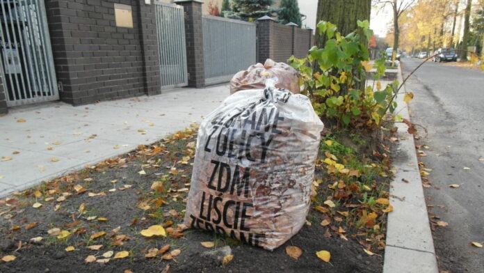 odbieranie liści fot. ZDM