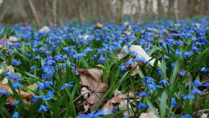 cebulica syberyjska Scilla sibirica Haw. fot. UPP