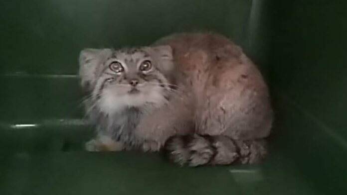 manul Magellan fot. Zoo Poznań