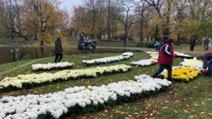 Poznań: Chryzantemy od poznańskich ogrodników już rosną na rabatach