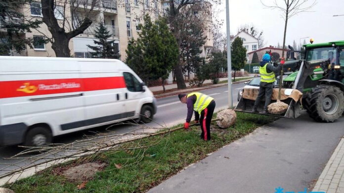 Milczańska nowe drzewa fot. ZDM