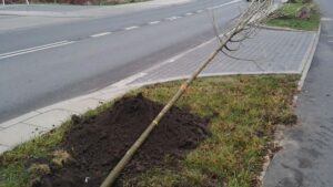 Poznań: Na Milczańskiej znów są drzewa. Zgodnie z obietnicą