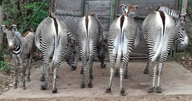 nowa zebra na wybiegu fot. Zoo Poznań