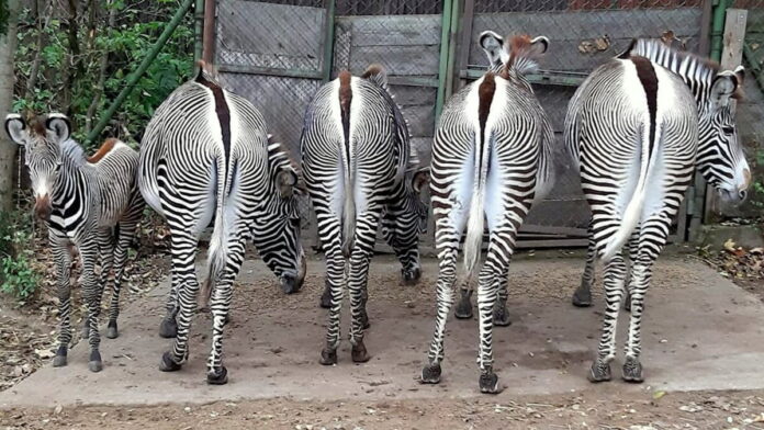 nowa zebra na wybiegu fot. Zoo Poznań