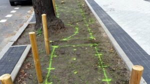 Poznań: W centrum zostaną posadzone kolejne drzewa