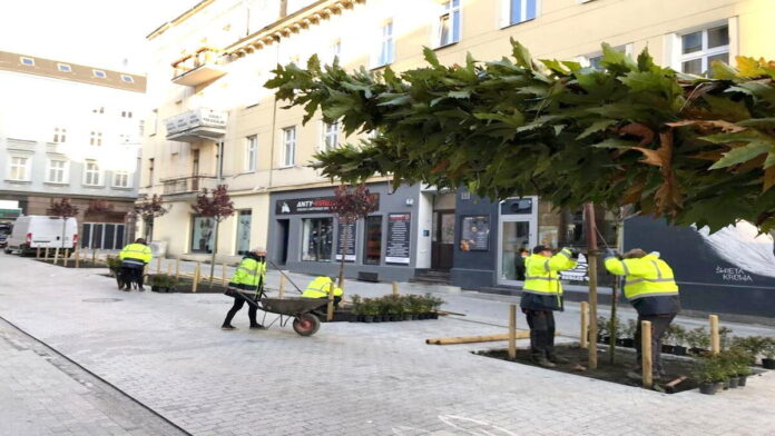 sadzenie drzew Kwiatowa fot. ZDM