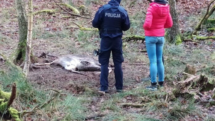 martwy daniel przy fotopułapce w Puszczy Zielonce fot. mieszkańcy
