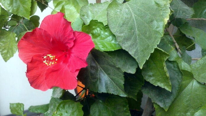 hibiscus