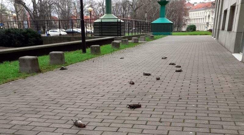 martwe ptaki po Sylwestrze w Warszawie fot. straż miejska Warszawa