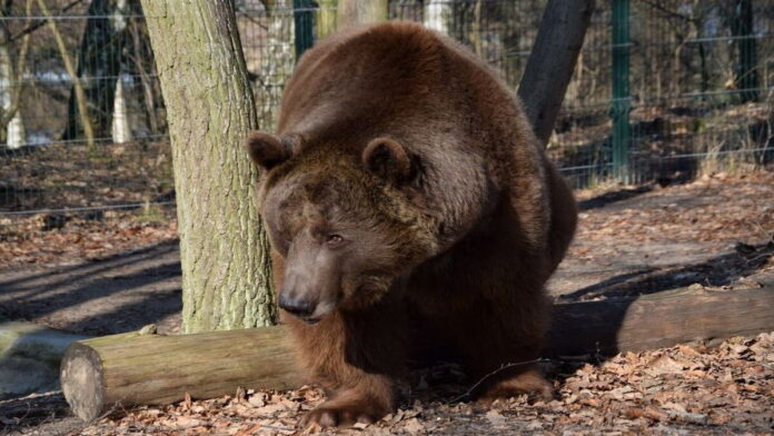 Baloo fot. Zoo Poznań