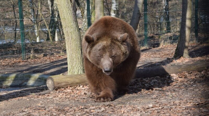 Baloo fot. Zoo Poznań