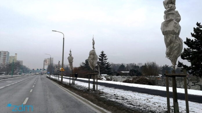 drzewa osłonięte przed solą fot. ZDM