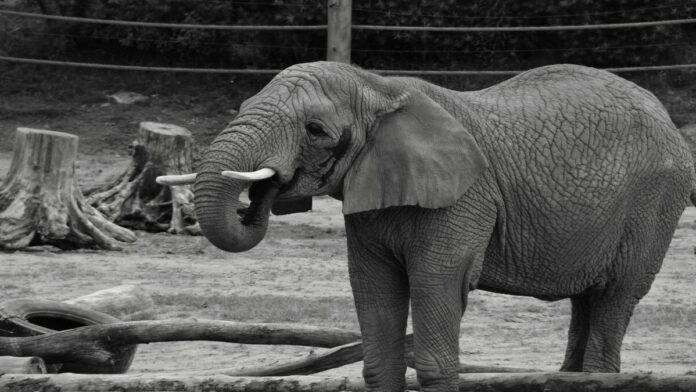 Linda fot. Zoo Poznań
