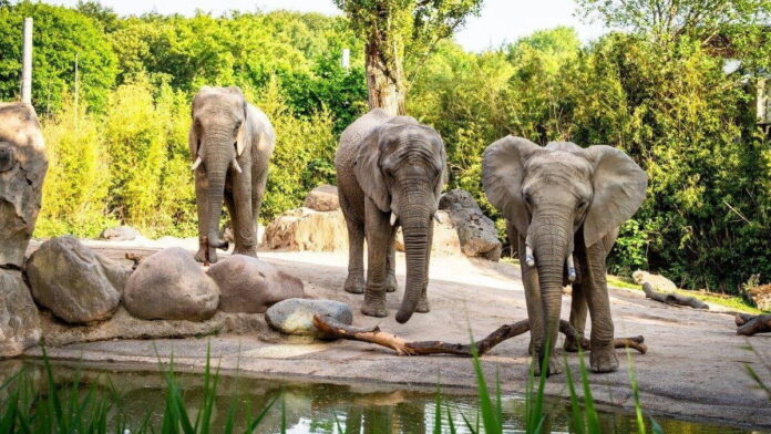 słonie fot. Zoo Poznan