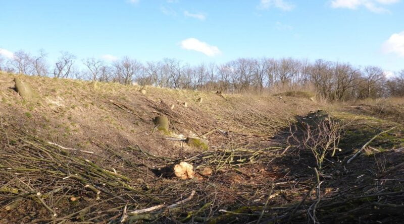 Wycinka 116 drzew, w lutym 2020 fot. Koalicja ZaZieleń